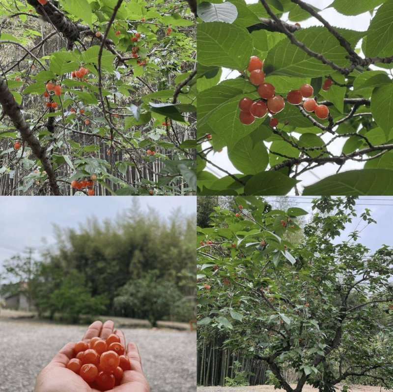 献给雪域高原的林芝桃花，花期为何这么长？